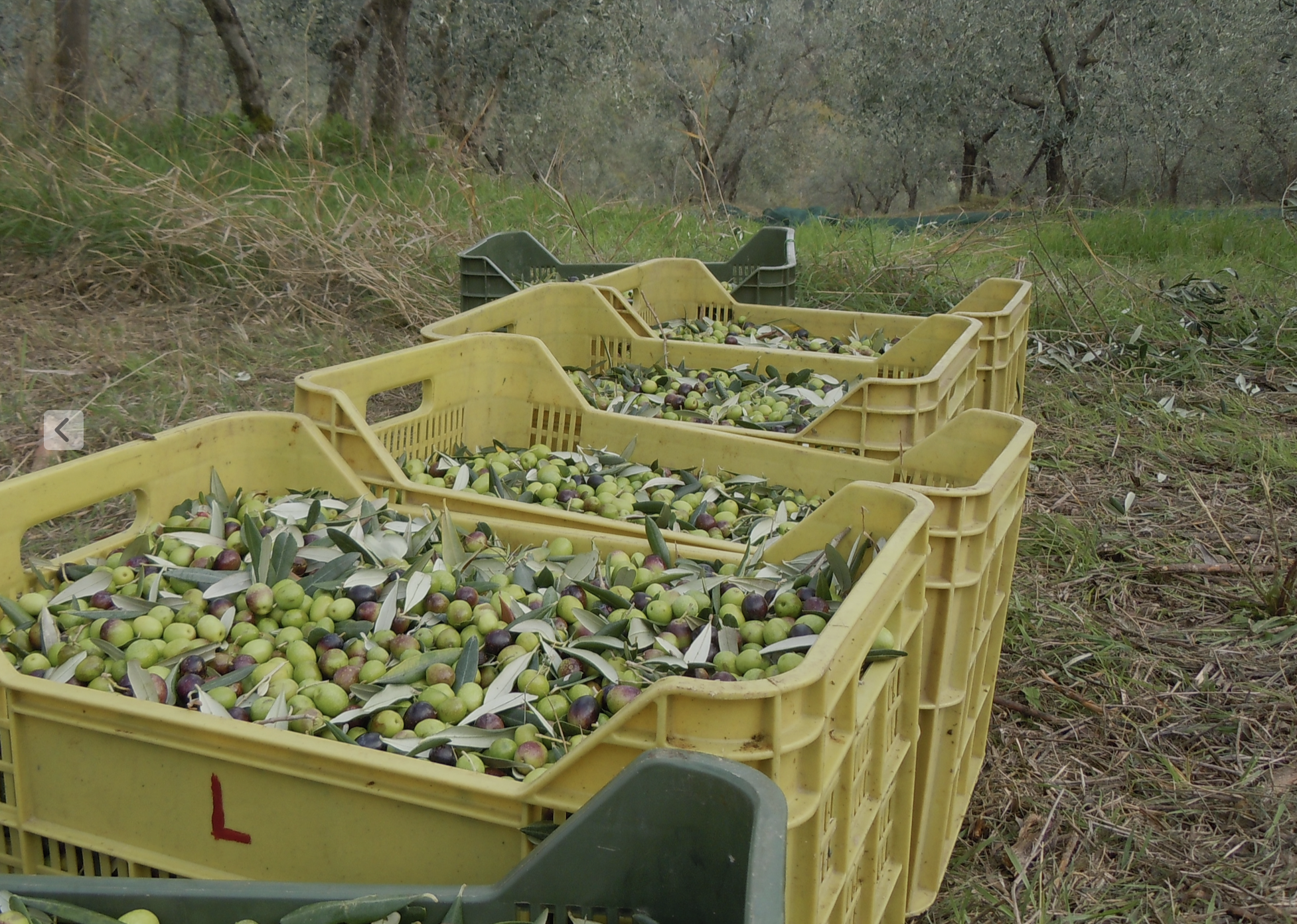 Olive Harvest in Toscana