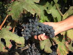 grape harvest1