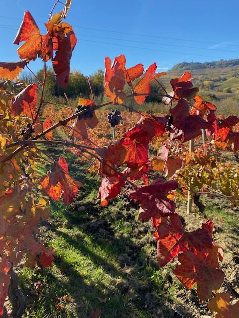 Activities in Langhe