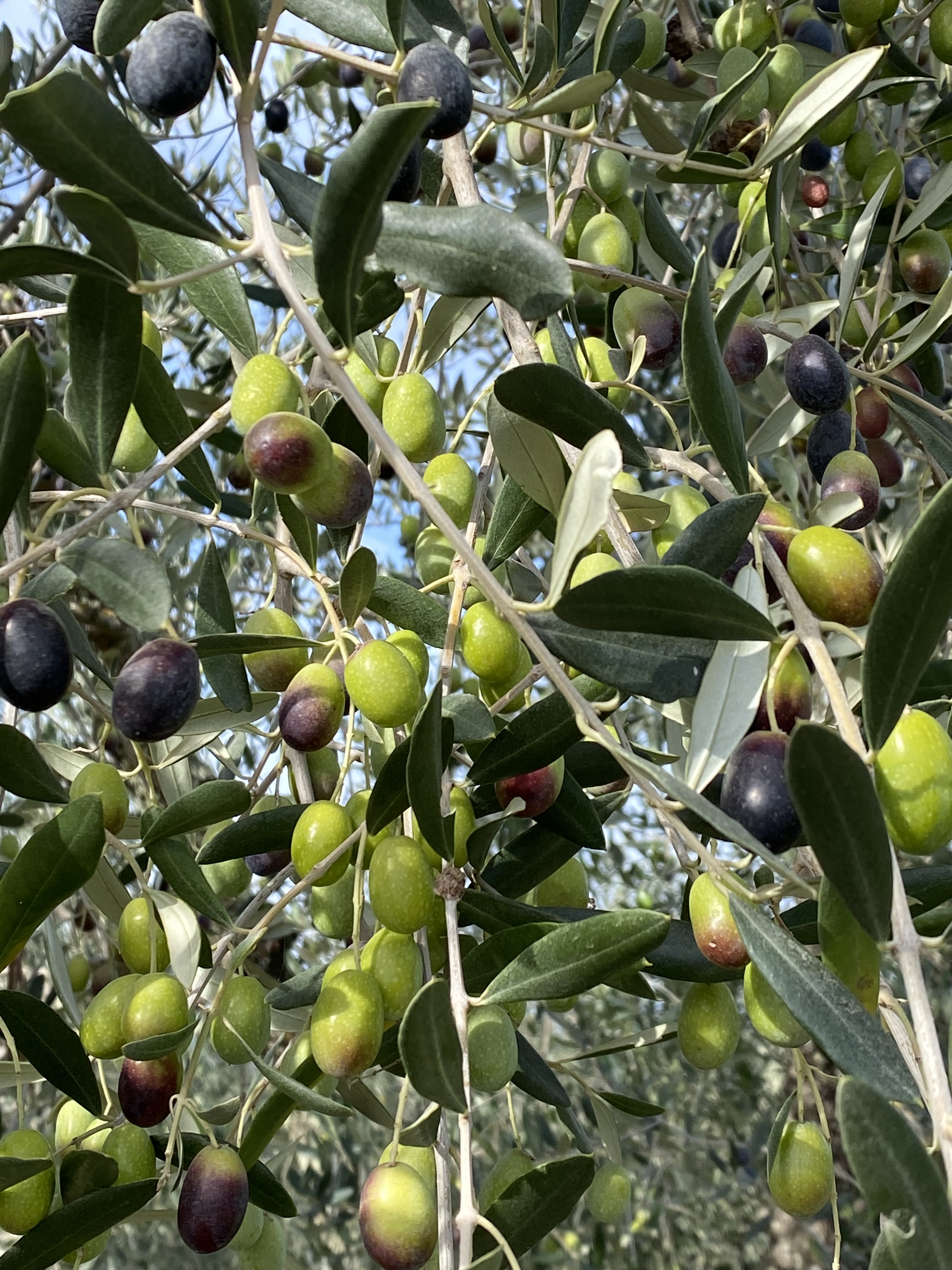 Olive Harvesting in Tuscany: A Seasonal Guide